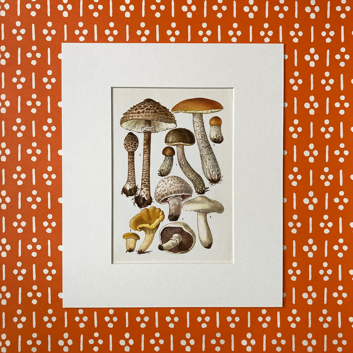 1970s Mushrooms Mounted Print ~ 10 x 12"