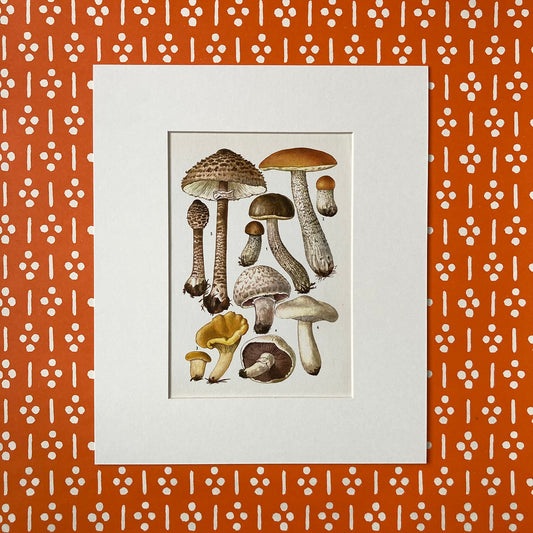 1970s Mushrooms Mounted Print ~ 10 x 12"