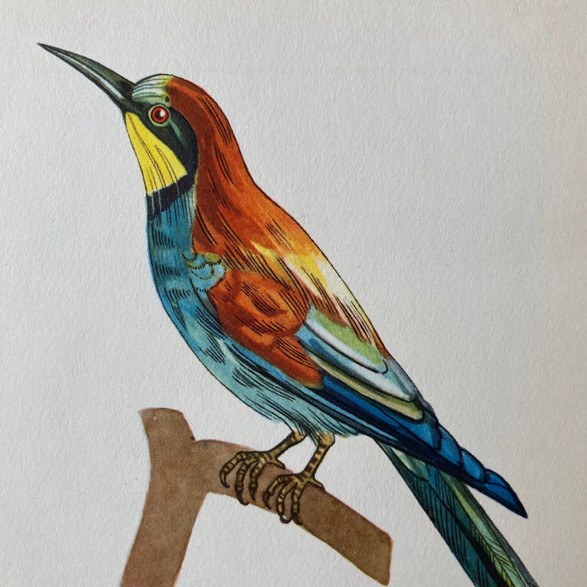1960s Bee Eater Bird Mounted Print ~ 8 x 10"