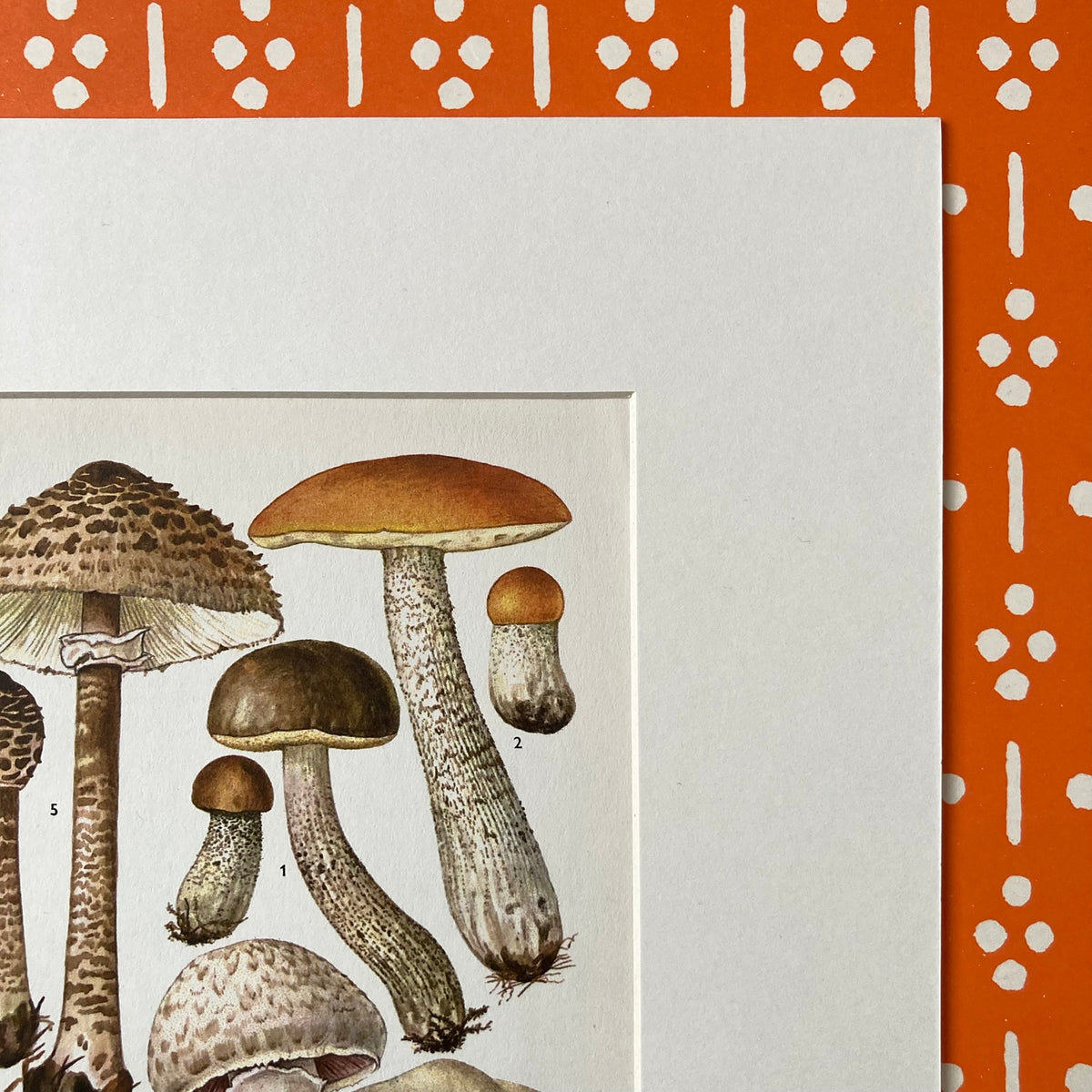 1970s Mushrooms Mounted Print ~ 10 x 12"