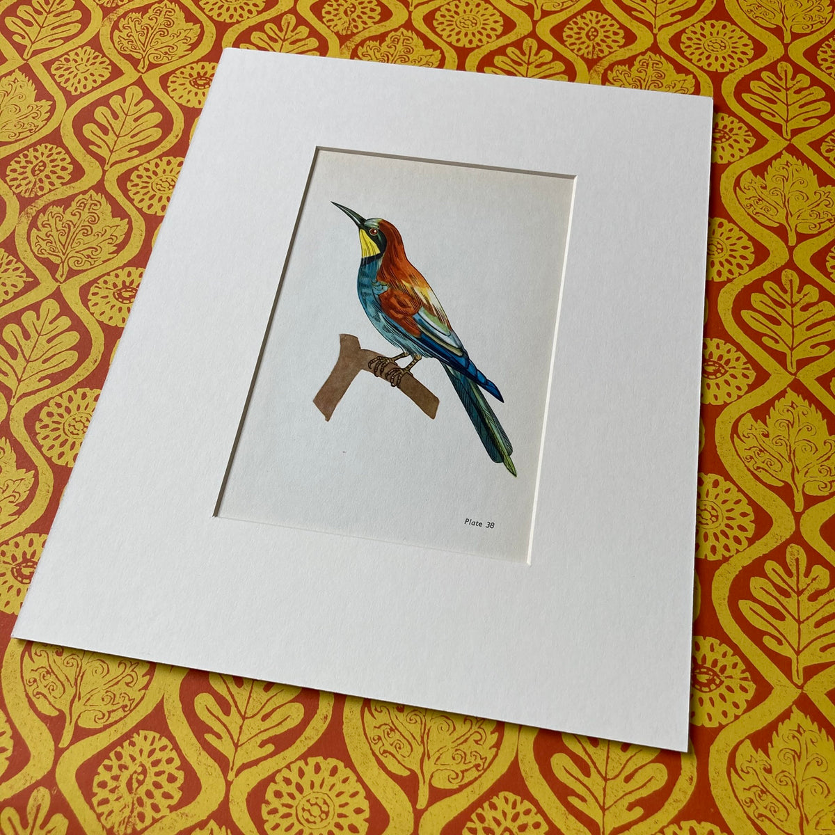 1960s Bee Eater Bird Mounted Print ~ 8 x 10"