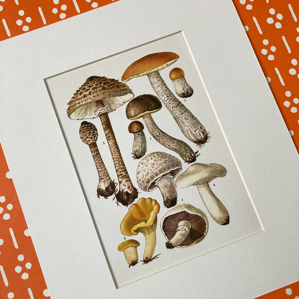 1970s Mushrooms Mounted Print ~ 10 x 12"