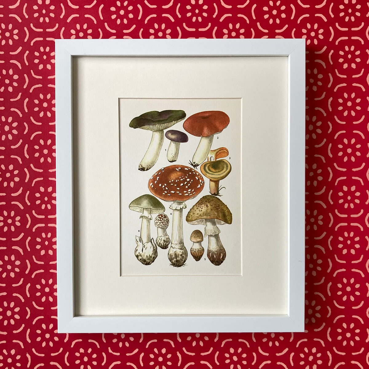 1970s Mushrooms Mounted Print ~ 10 x 12"