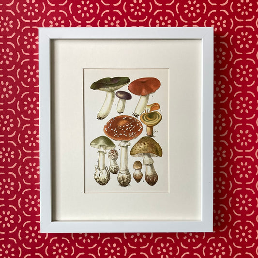 1970s Mushrooms Mounted Print ~ 10 x 12"