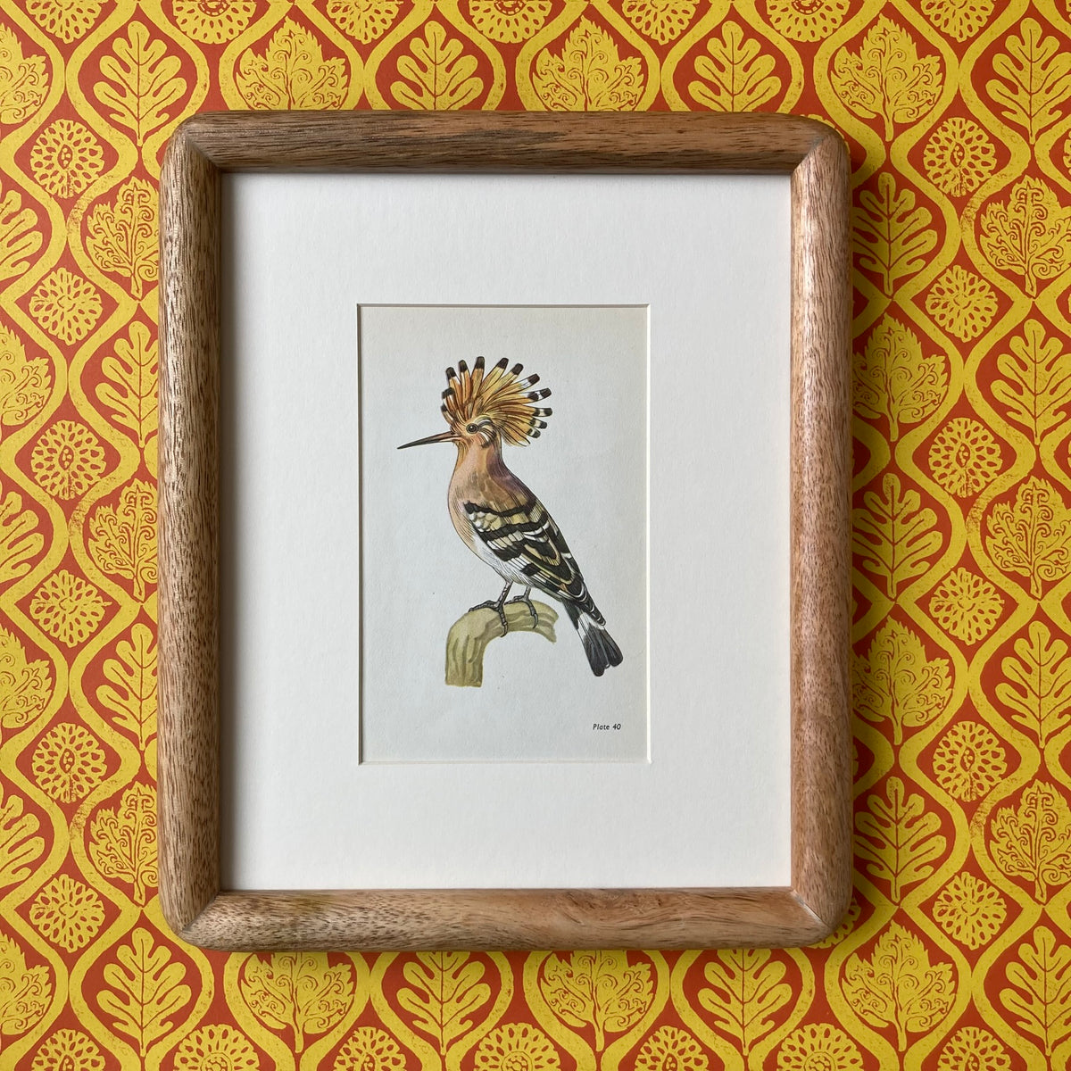 1960s Hoopoe Bird Mounted Print ~ 8 x 10"