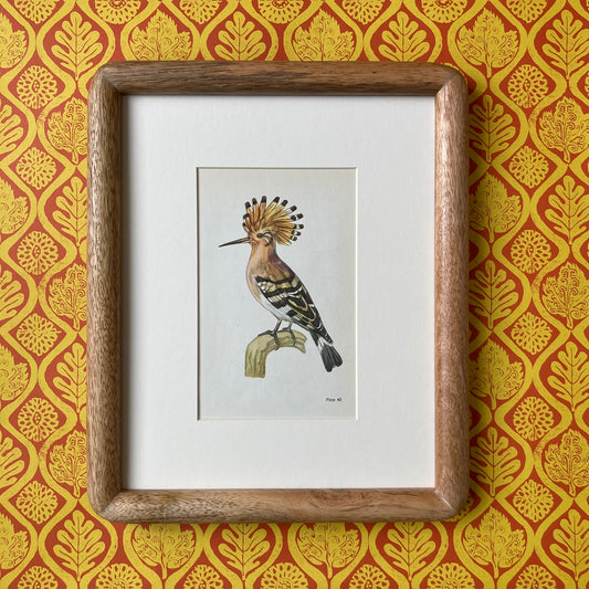 1960s Hoopoe Bird Mounted Print ~ 8 x 10"