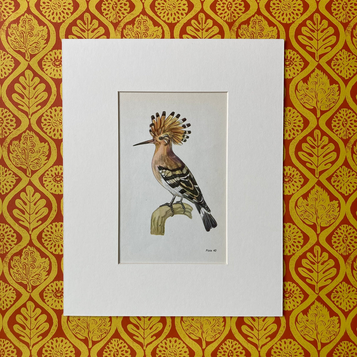 1960s Hoopoe Bird Mounted Print ~ 8 x 10"