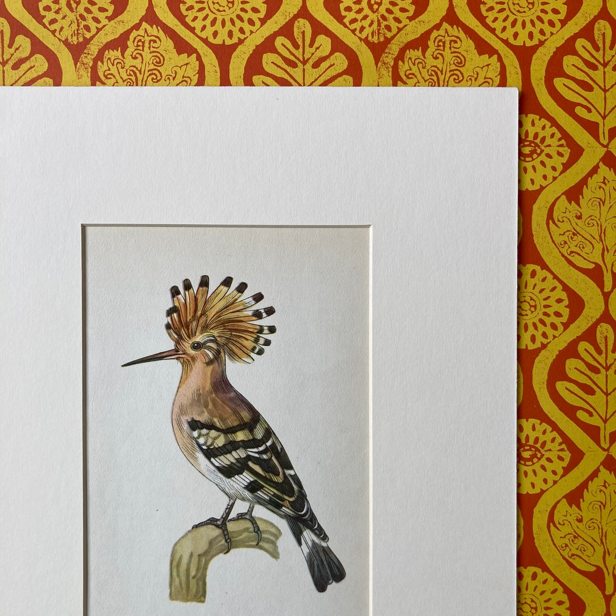 1960s Hoopoe Bird Mounted Print ~ 8 x 10"