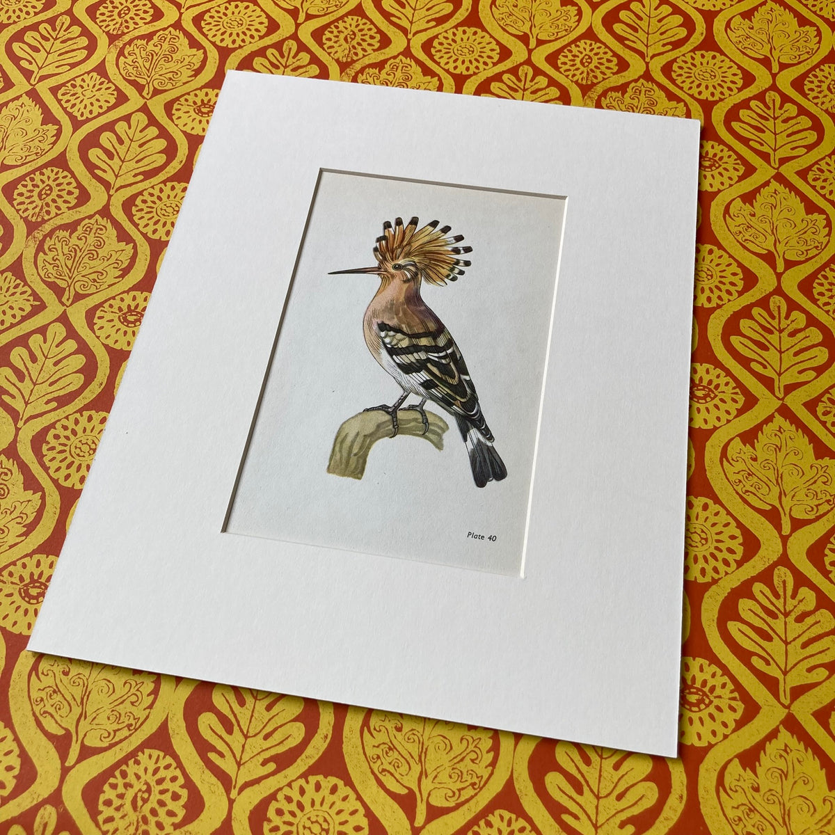 1960s Hoopoe Bird Mounted Print ~ 8 x 10"