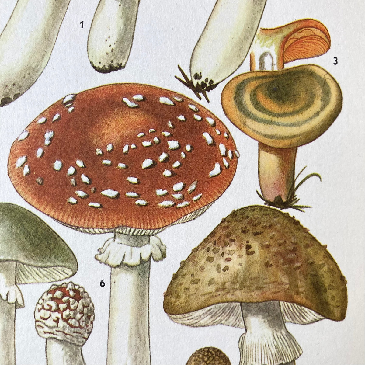 1970s Mushrooms Mounted Print ~ 10 x 12"