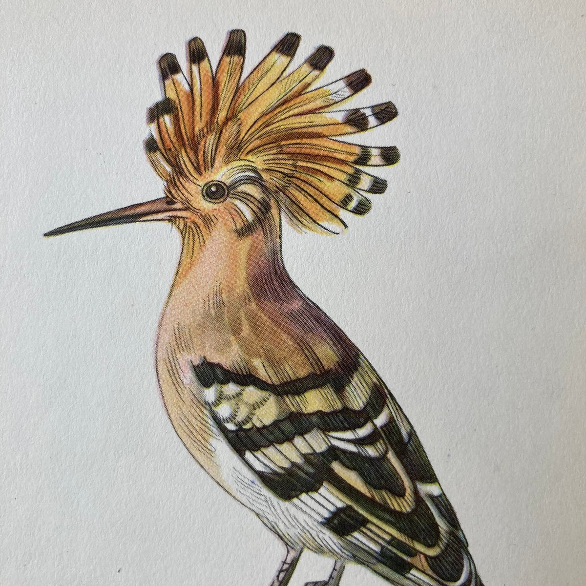 1960s Hoopoe Bird Mounted Print ~ 8 x 10"