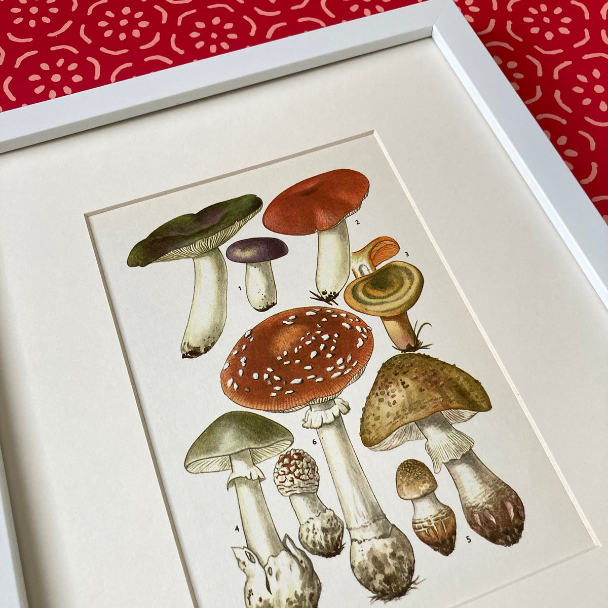 1970s Mushrooms Mounted Print ~ 10 x 12"