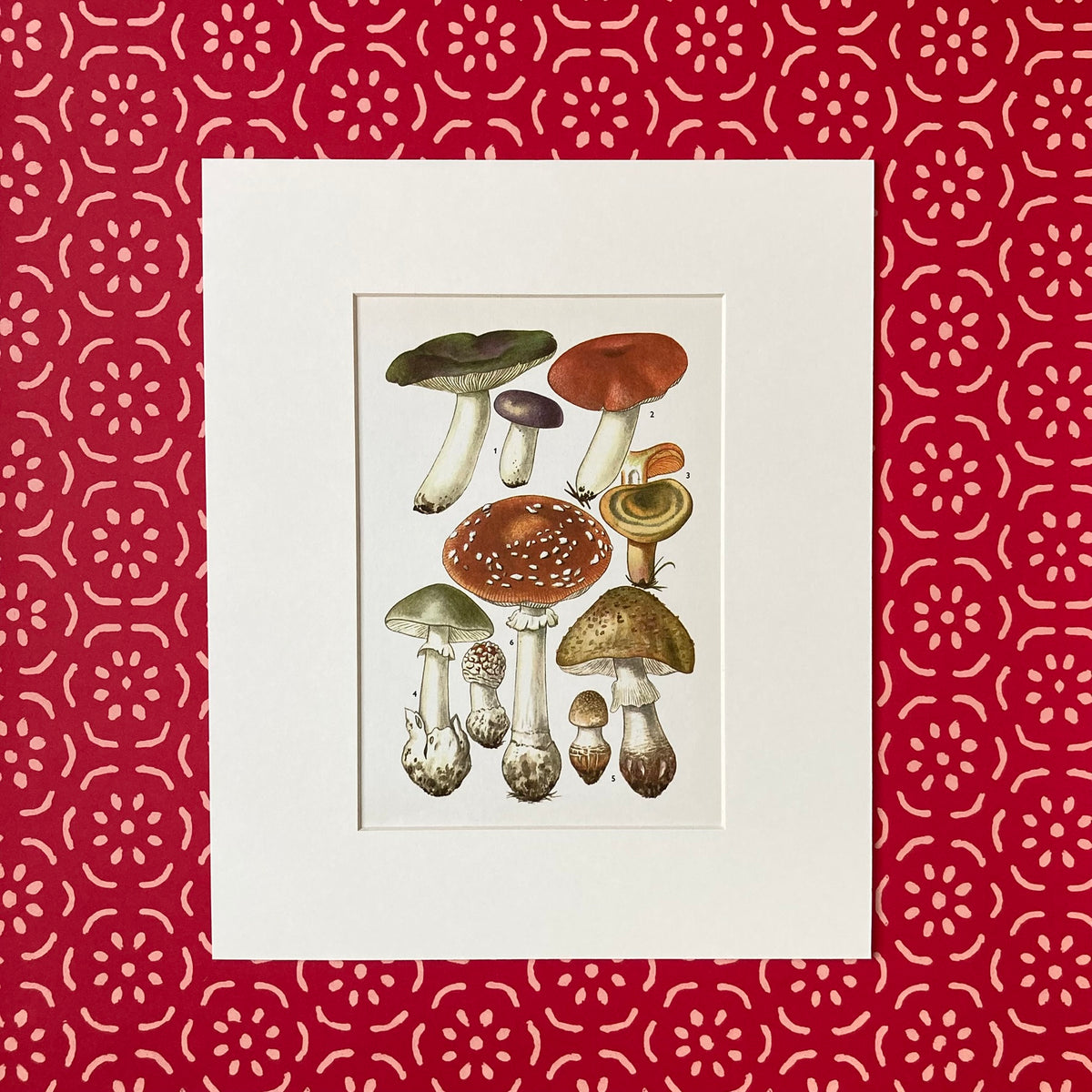 1970s Mushrooms Mounted Print ~ 10 x 12"