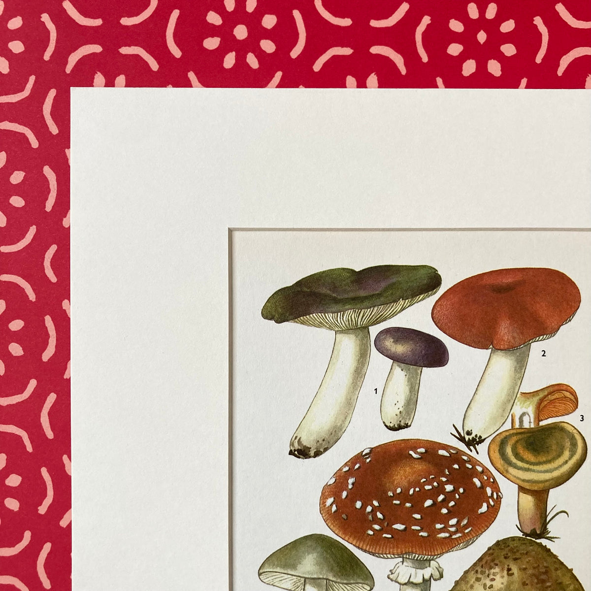 1970s Mushrooms Mounted Print ~ 10 x 12"