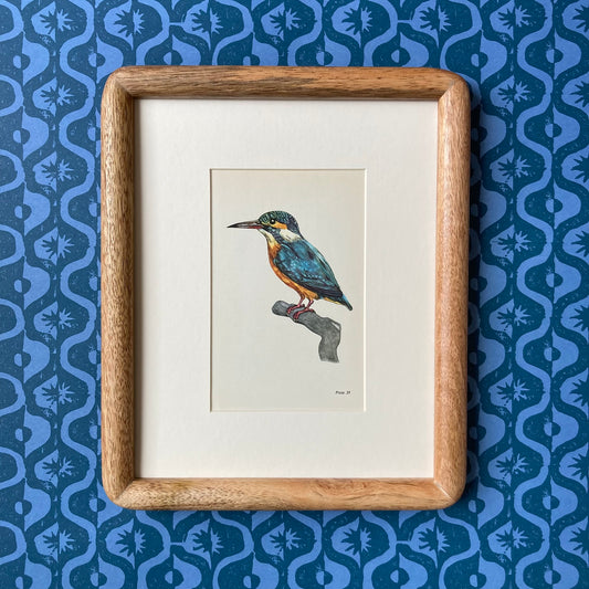 1960s Kingfisher Mounted Print ~ 8 x 10"