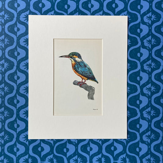 1960s Kingfisher Mounted Print ~ 8 x 10"