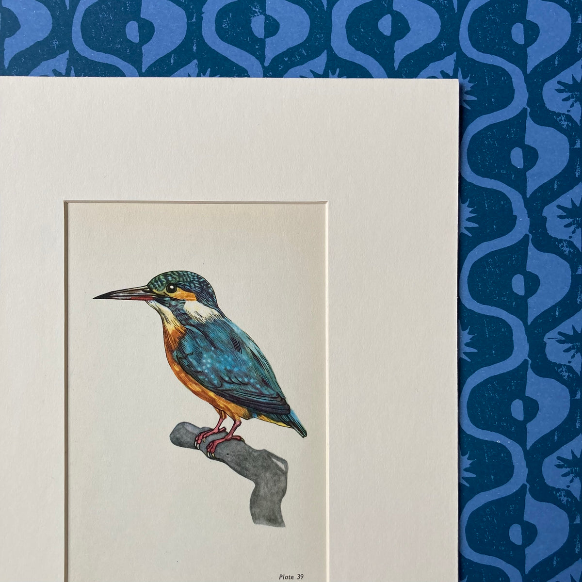 1960s Kingfisher Mounted Print ~ 8 x 10"