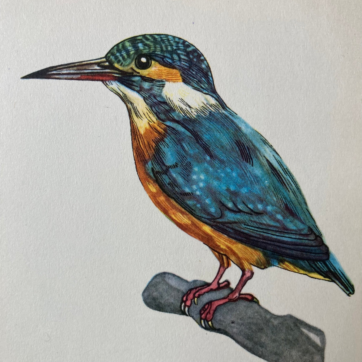1960s Kingfisher Mounted Print ~ 8 x 10"
