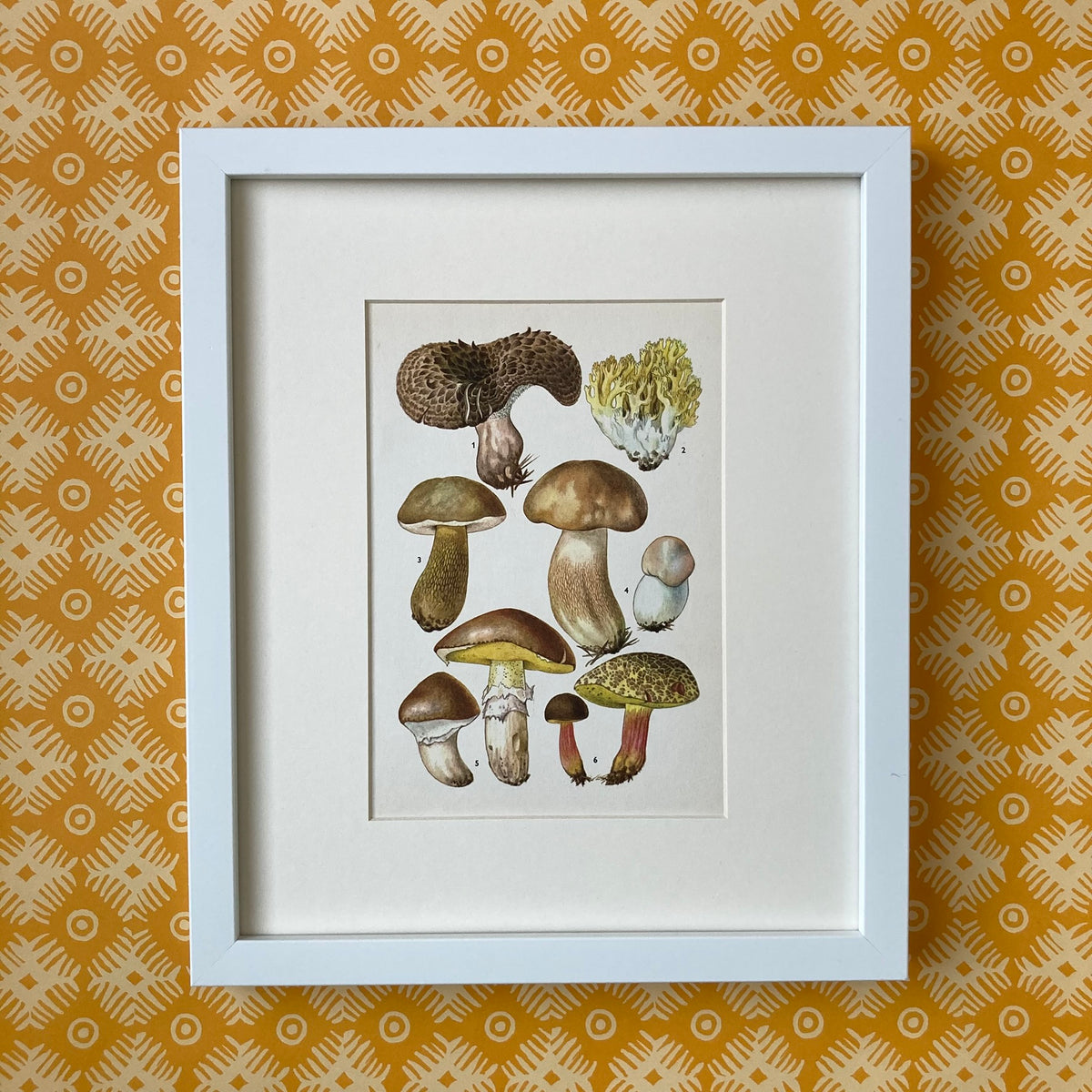 1970s Mushrooms Mounted Print ~ 10 x 12"