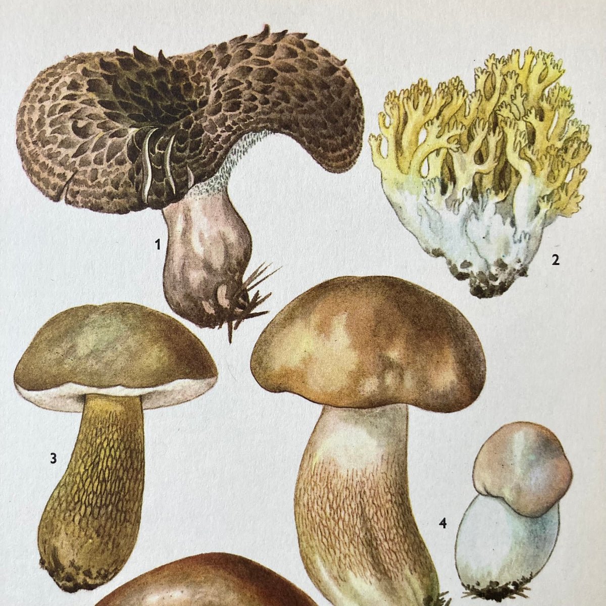 1970s Mushrooms Mounted Print ~ 10 x 12"