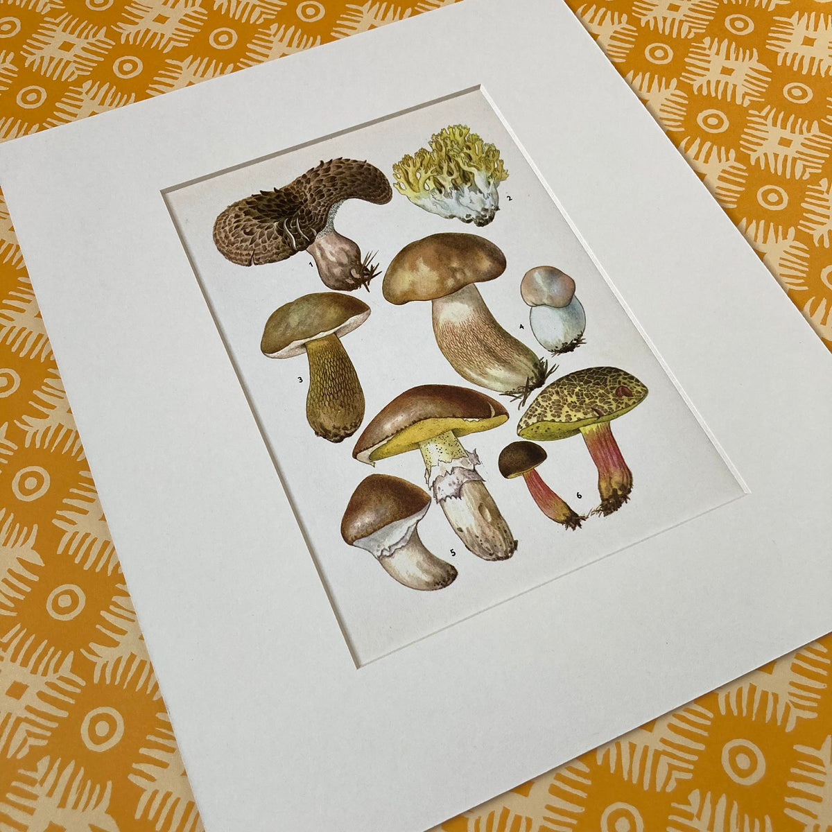 1970s Mushrooms Mounted Print ~ 10 x 12"