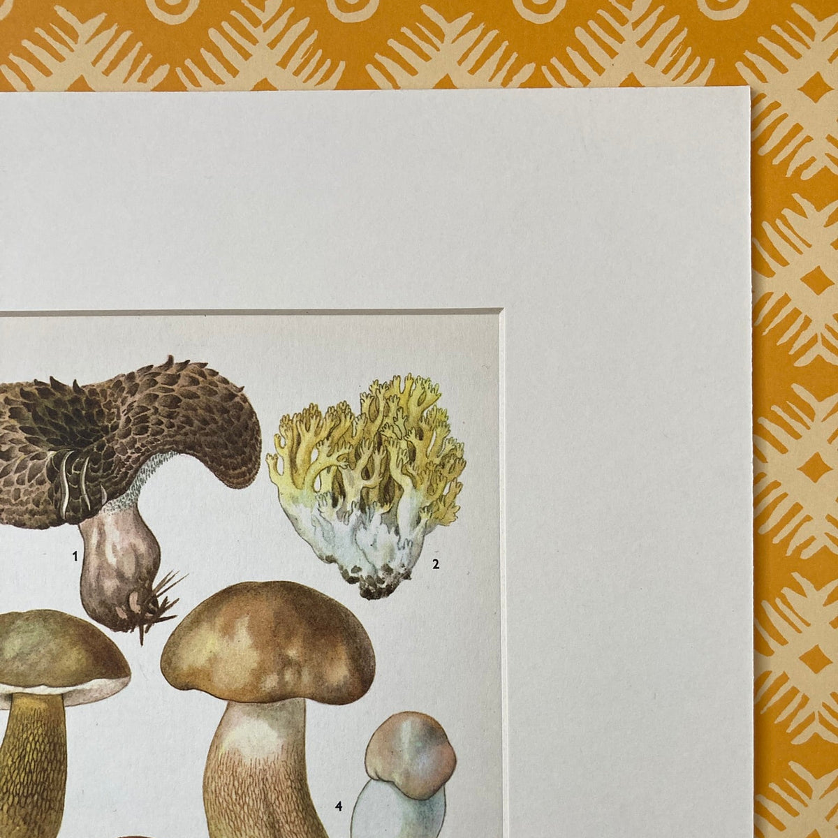 1970s Mushrooms Mounted Print ~ 10 x 12"