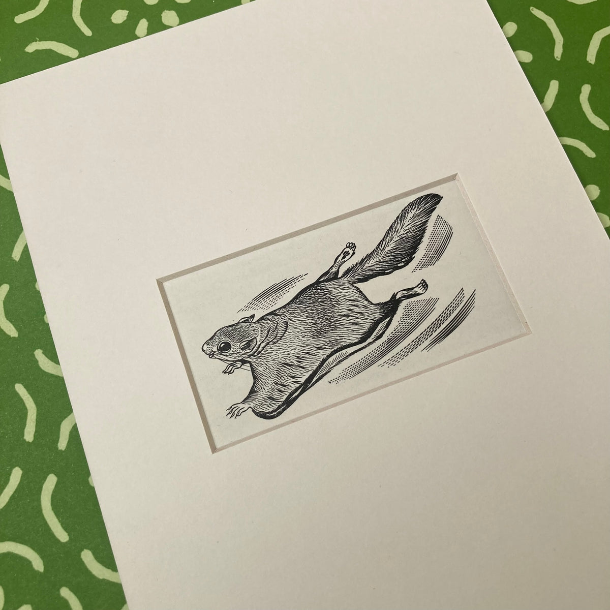 1960s Flying Squirrel Mounted Print ~ 8 x 6"