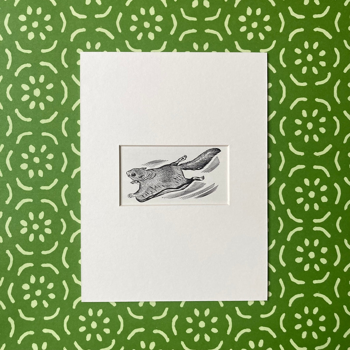 1960s Flying Squirrel Mounted Print ~ 8 x 6"