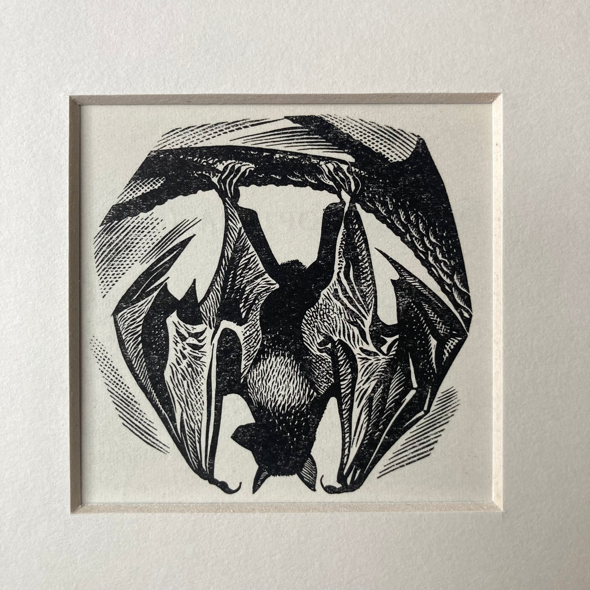 1960s Hanging Bat Mounted Print ~ 8 x 6"