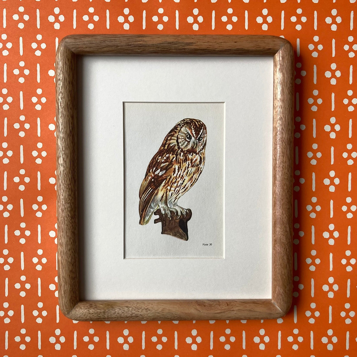 1960s Tawny Owl Mounted Print ~ 8 x 10"