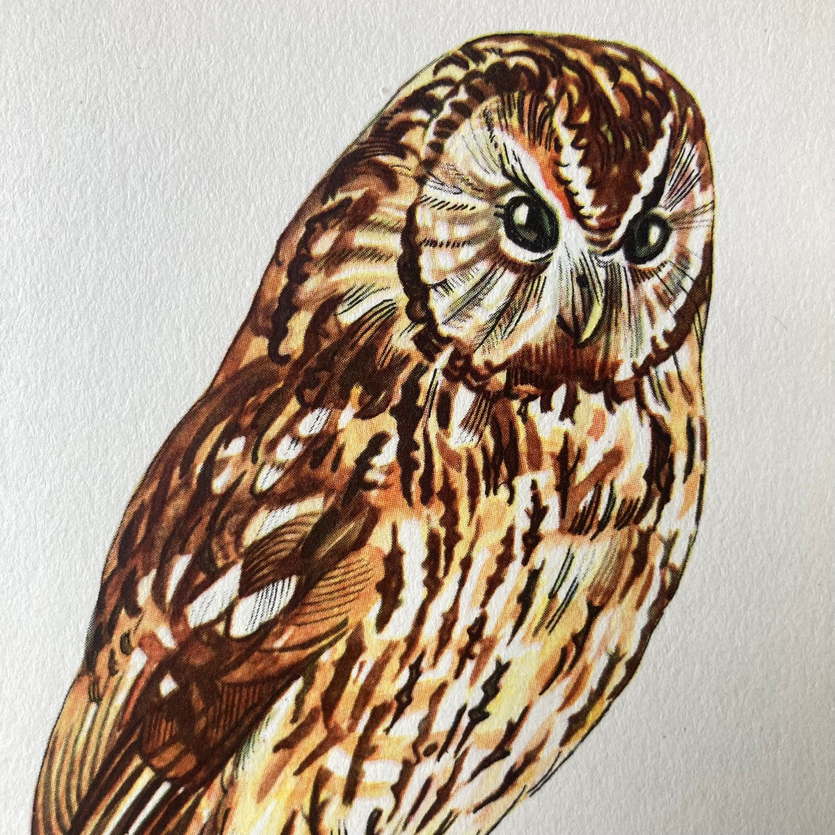 1960s Tawny Owl Mounted Print ~ 8 x 10"