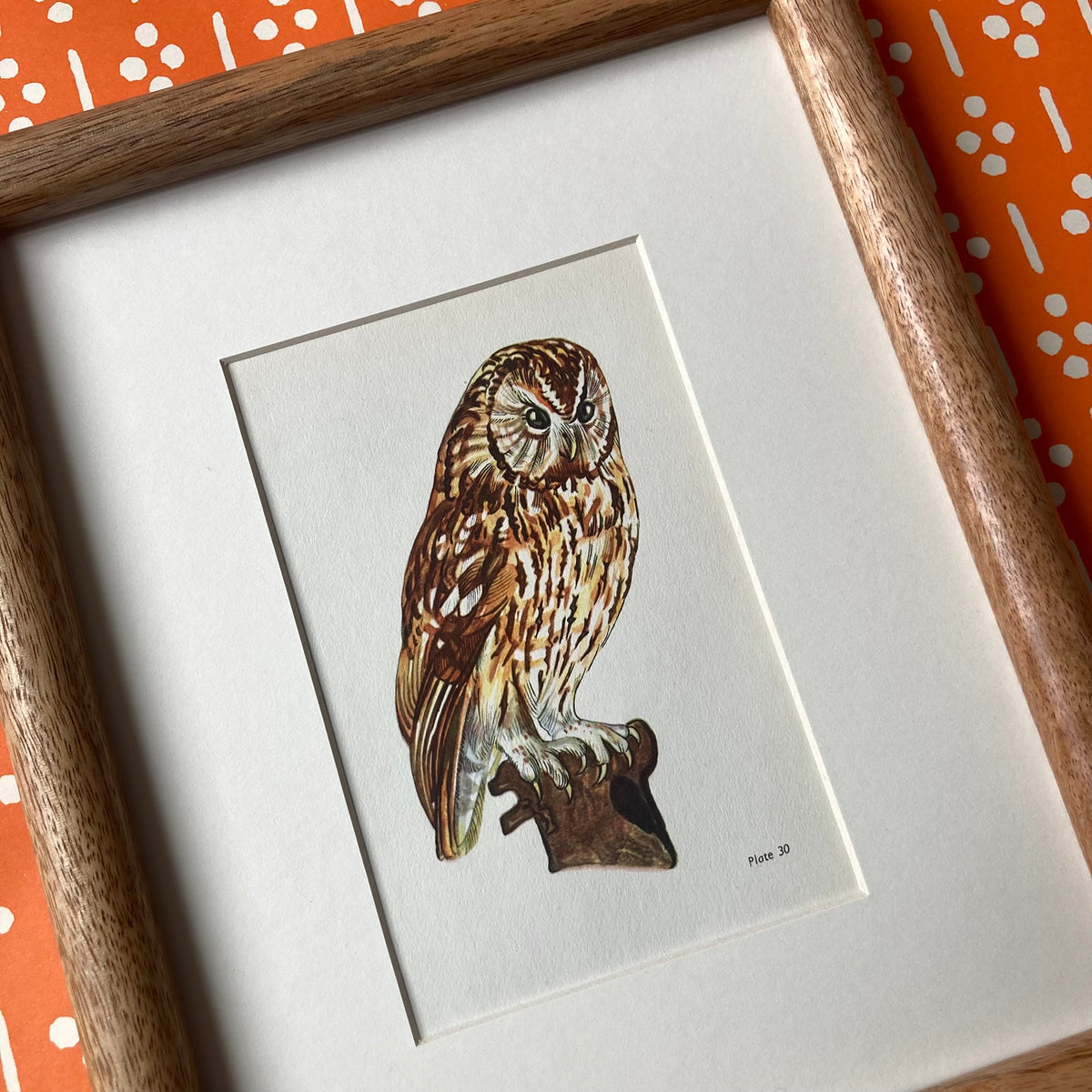 1960s Tawny Owl Mounted Print ~ 8 x 10"