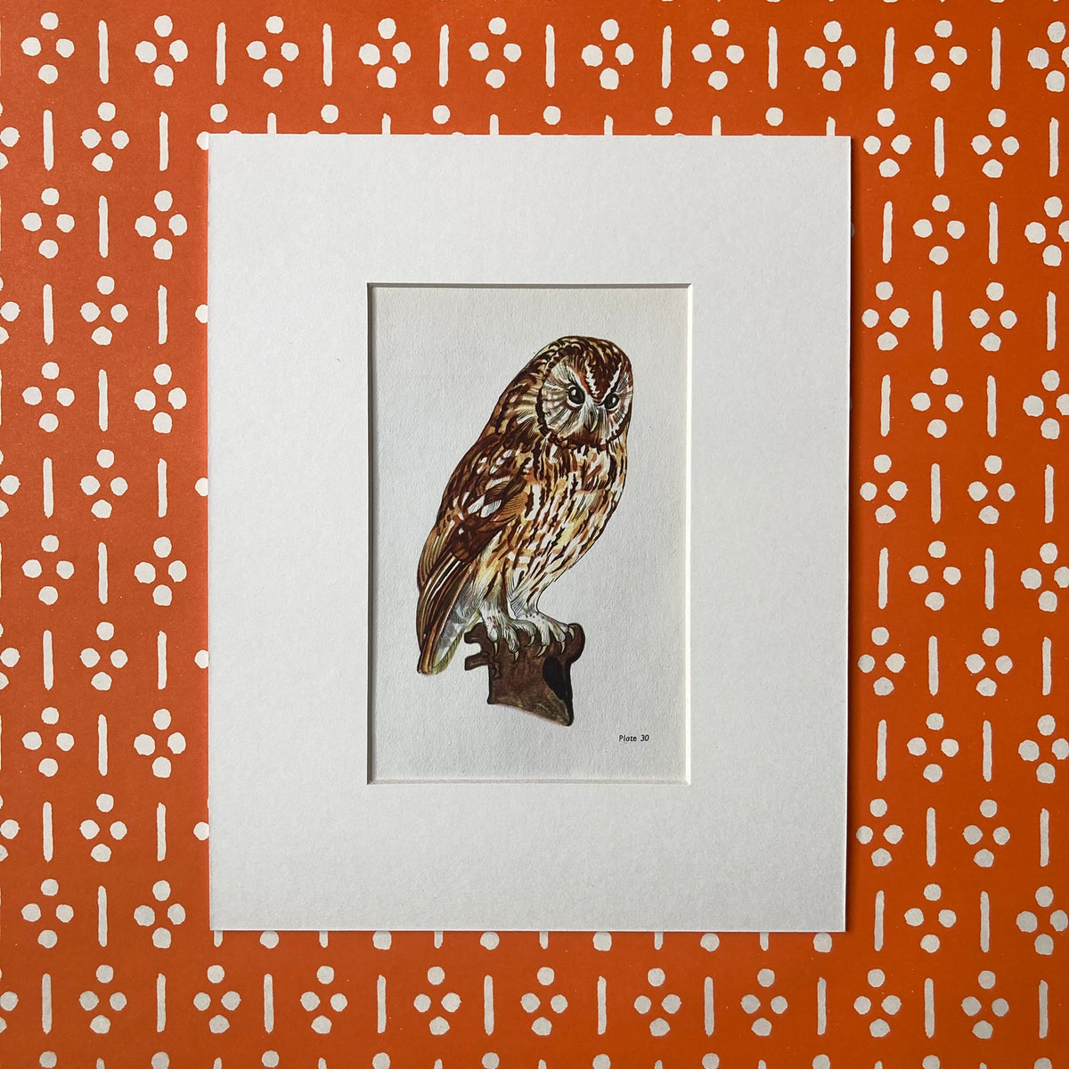 1960s Tawny Owl Mounted Print ~ 8 x 10"