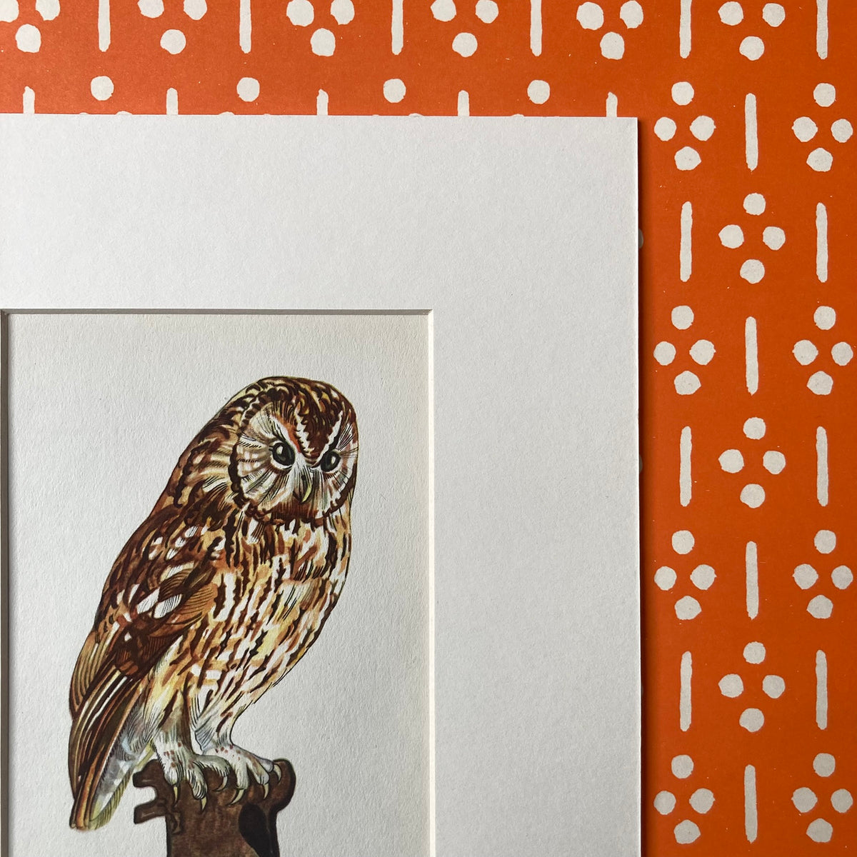 1960s Tawny Owl Mounted Print ~ 8 x 10"