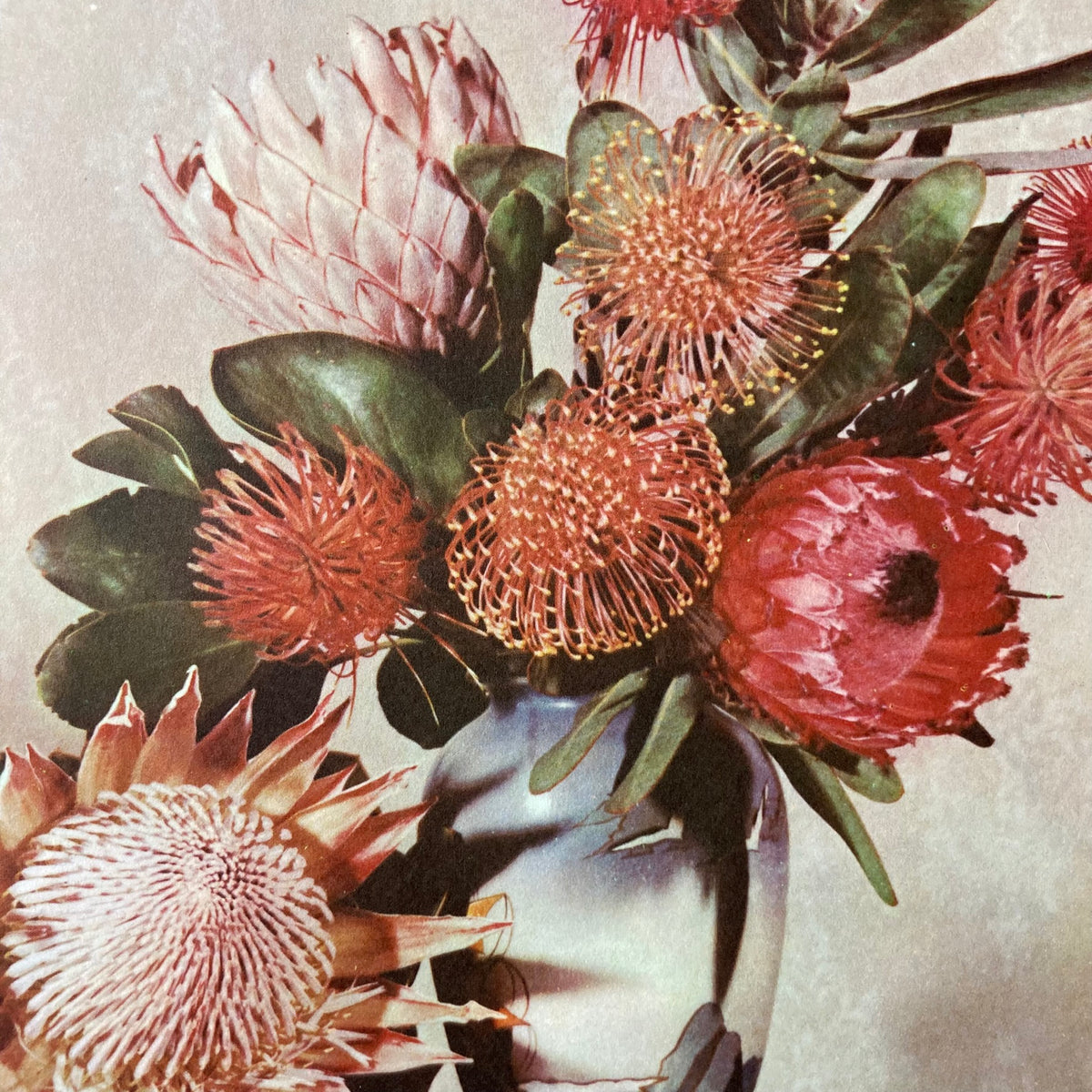 1960s Pink Protea Mounted Print ~ 11 x 14"