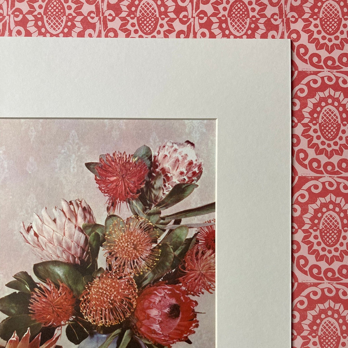 1960s Pink Protea Mounted Print ~ 11 x 14"