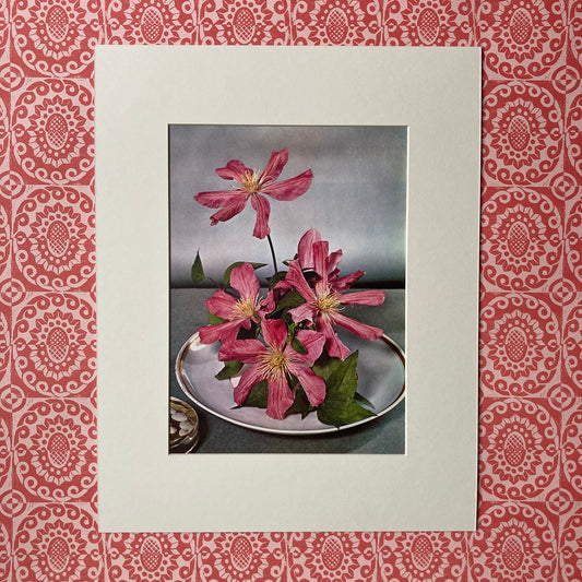 1960s Pink Clematis Mounted Print ~ 11 x 14"