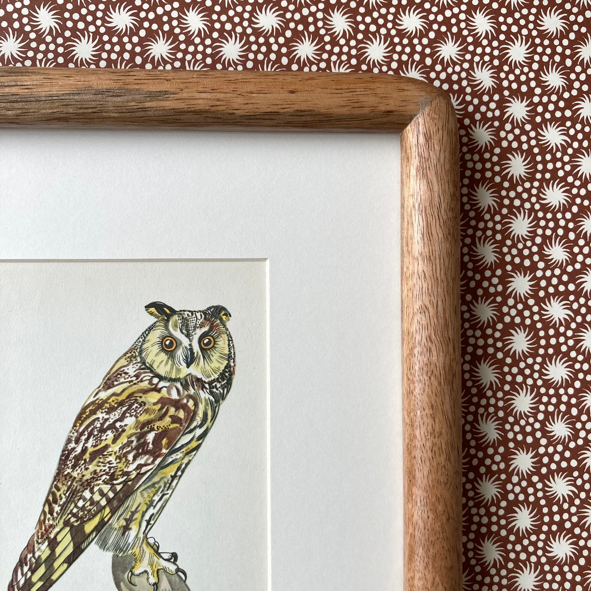 1960s Long Eared Owl Mounted Print ~ 8 x 10"