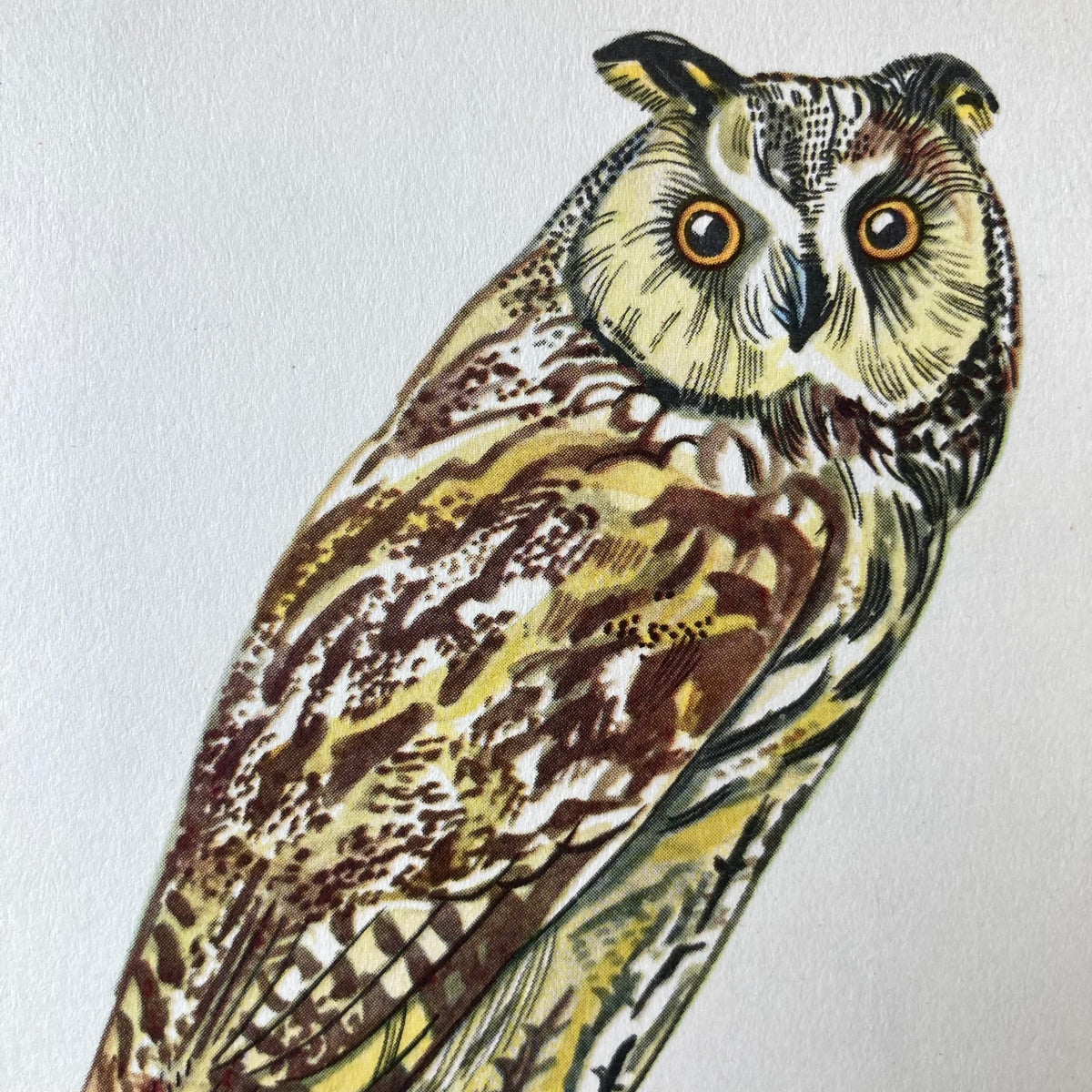1960s Long Eared Owl Mounted Print ~ 8 x 10"