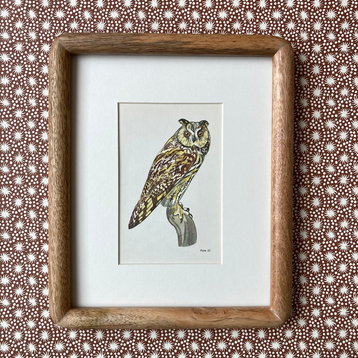 1960s Long Eared Owl Mounted Print ~ 8 x 10"