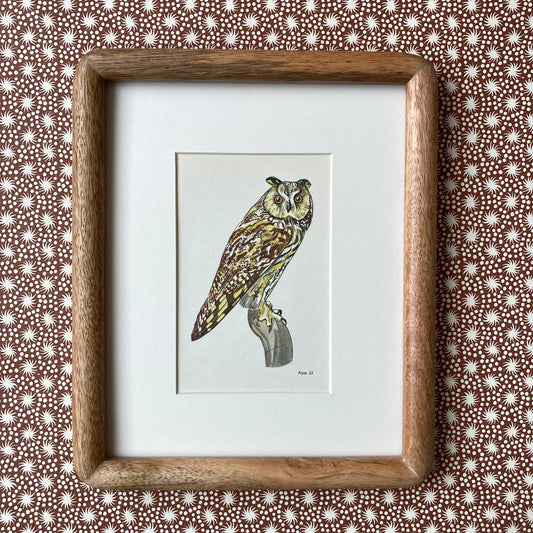 1960s Long Eared Owl Mounted Print ~ 8 x 10"