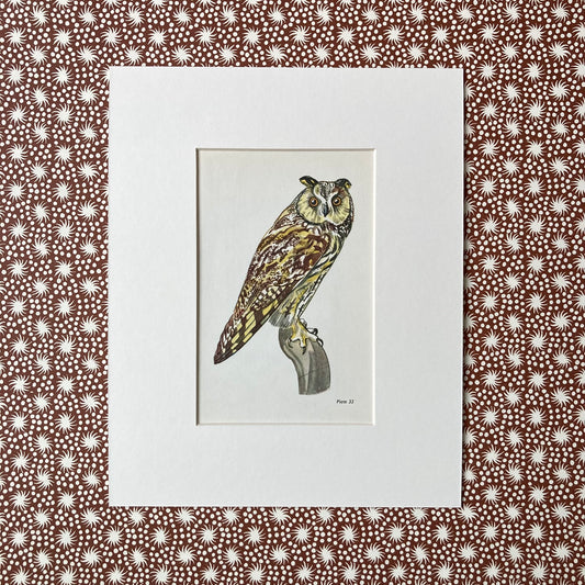 1960s Long Eared Owl Mounted Print ~ 8 x 10"