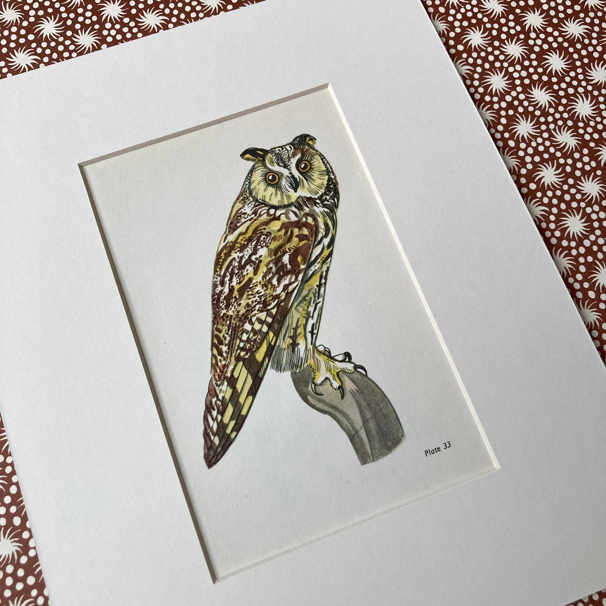 1960s Long Eared Owl Mounted Print ~ 8 x 10"