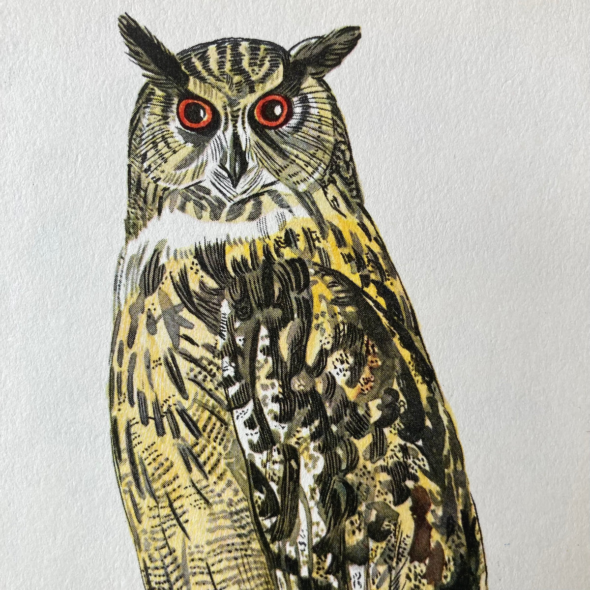 1960s Eagle Owl Mounted Print ~ 8 x 10"