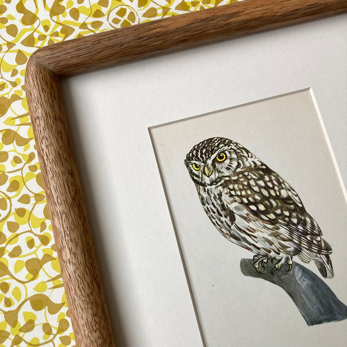 1960s Little Owl Mounted Print ~ 8 x 10"