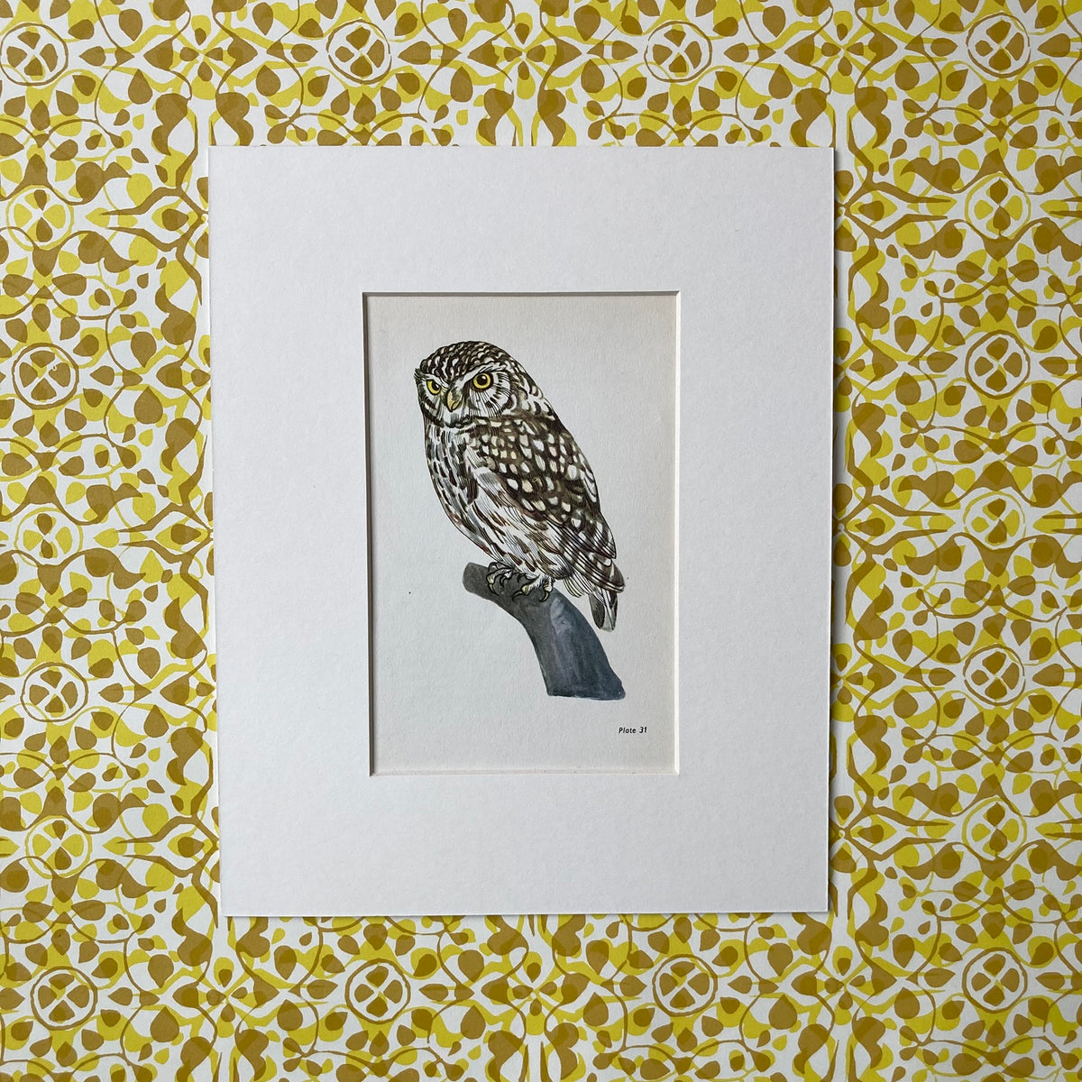 1960s Little Owl Mounted Print ~ 8 x 10"