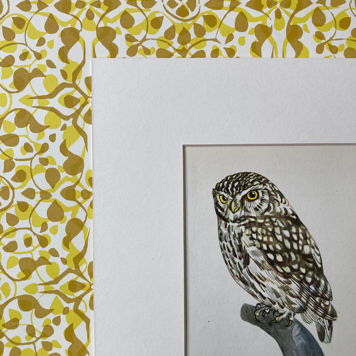 1960s Little Owl Mounted Print ~ 8 x 10"