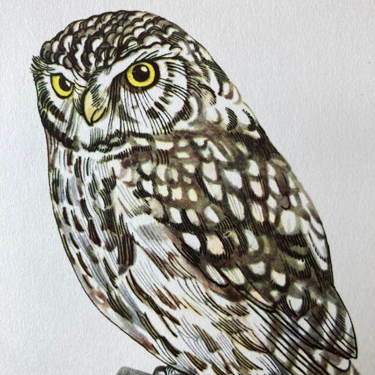1960s Little Owl Mounted Print ~ 8 x 10"