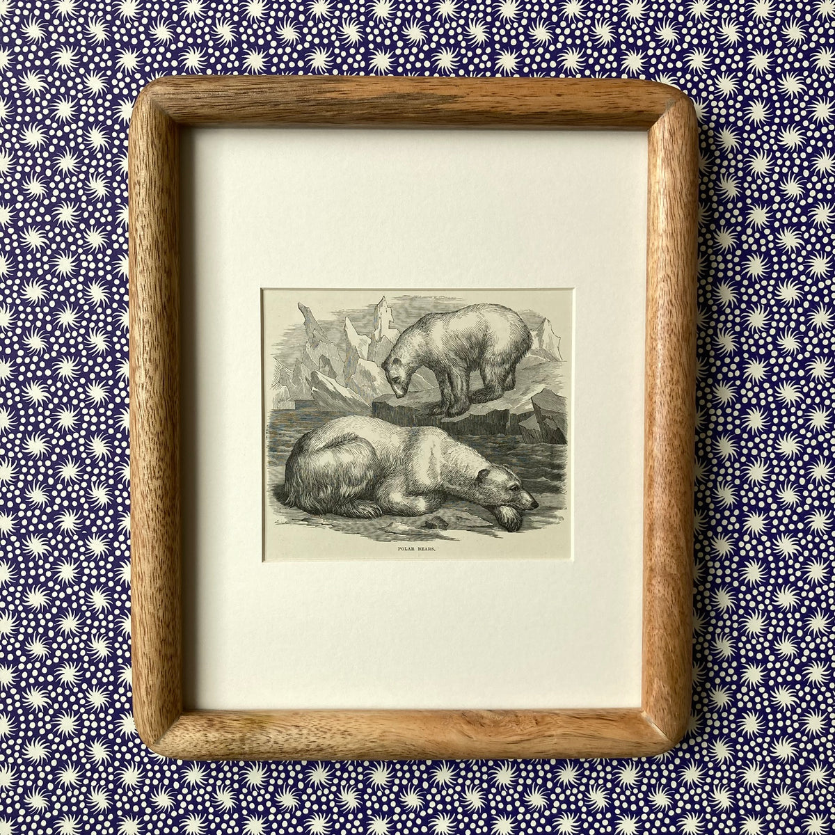 1880s Polar Bear Mounted Print ~ 8 x 10"