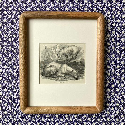 1880s Polar Bear Mounted Print ~ 8 x 10"